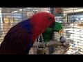 Grand clectus  grand eclectus parrot
