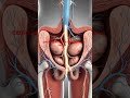 reproductive system of male 3d animations #lifeisbutadream
