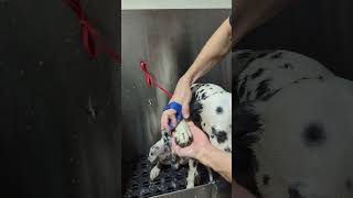 Livin' with Louie Dog's the only way to stay sane.  #dalmatian #dalmation #dogbath #dog #puppy