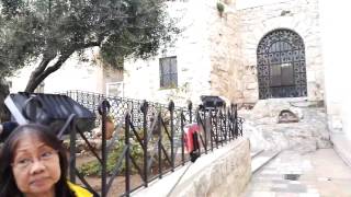 The Garden of Gethsemane, Jerusalem - the trees that were planted by the popes