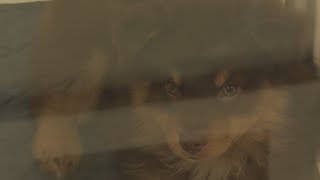 New Jacksonville puppy store faces pushback before opening
