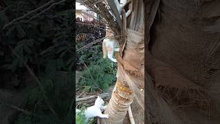 Kucing #kitti #kiwi #cute #cat