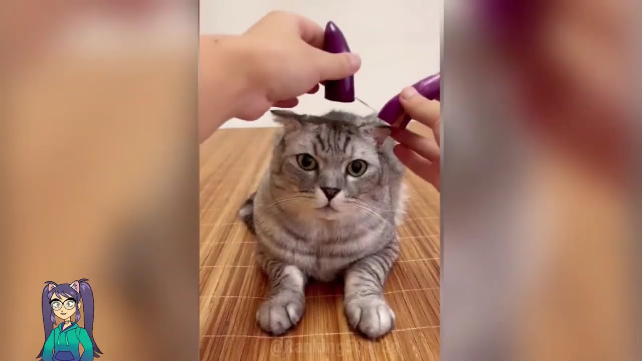 Funny Cats Compilation 2026 😹 Try Not To Laugh 😂 Cute Cats & Funny ...