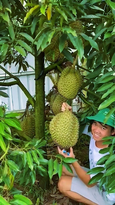 harvesting durian fruit from growing it yourself