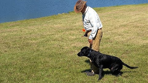 Teaching your Dog to Look where you want him to Look w Bill Hillmann (1)