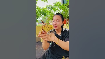 Những củ sâm rừng gần 30 năm tuổi chất lượng như thế nào? #dandannhansam