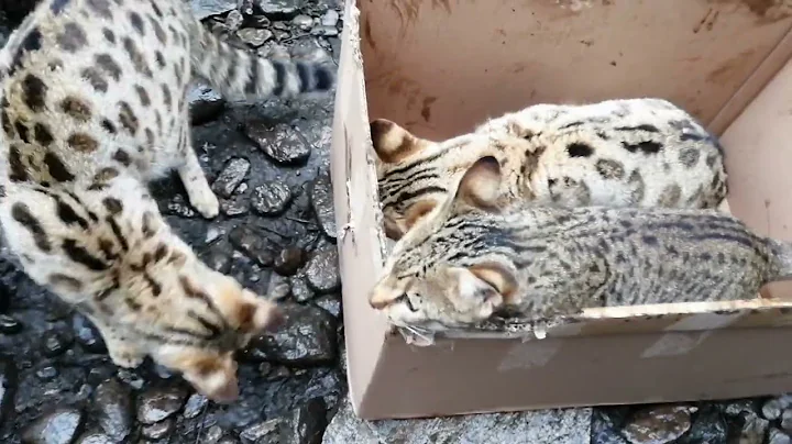 Watch the video about FUNNY 😍 F1 Savannah cat VS BOX 🐅Amazing #savannah #cat playing 😍celebrating 1K subs 😍