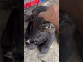 Kitna cute hai ye bhi #cutebaby #buffalobaby