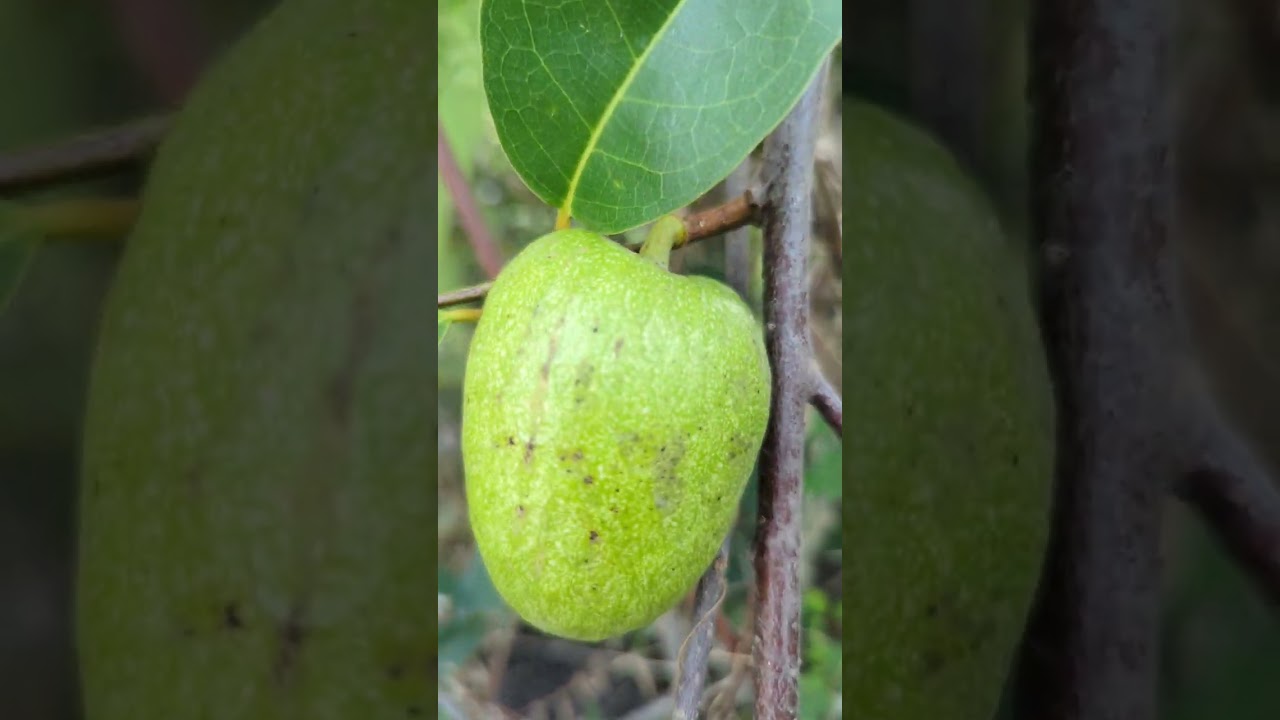 "One fruit, one miracle 🍈✨ 