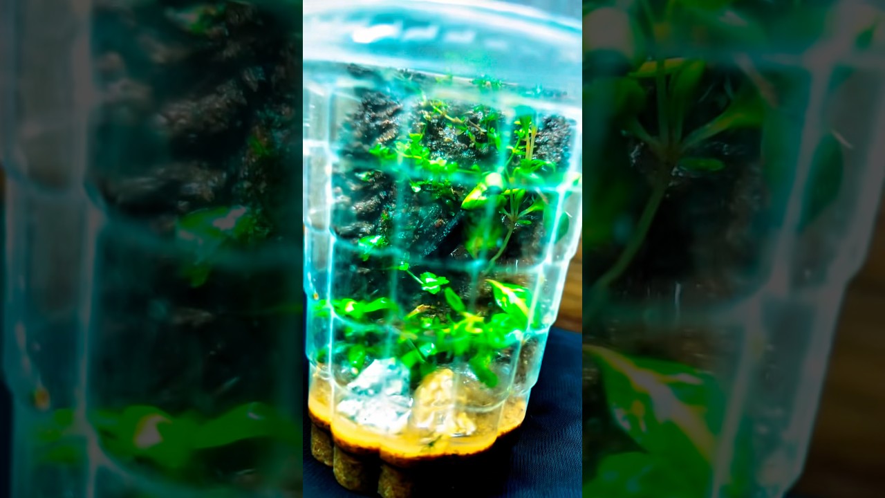 Terrarium setup 