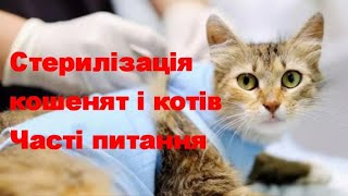 Стерилізація Кошенят І Котів  Часті Питання Sterilization Of Kittens And Cats