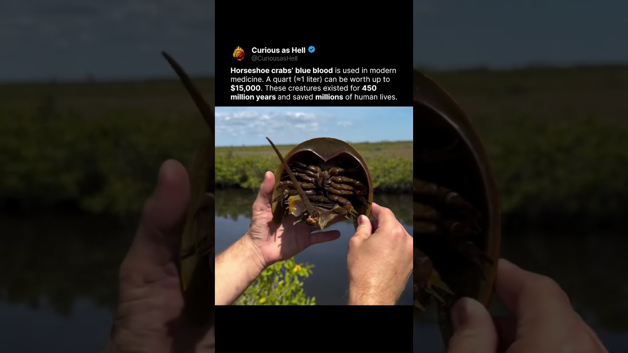 $15K Blood of 450M Year Old Crabs 🩸