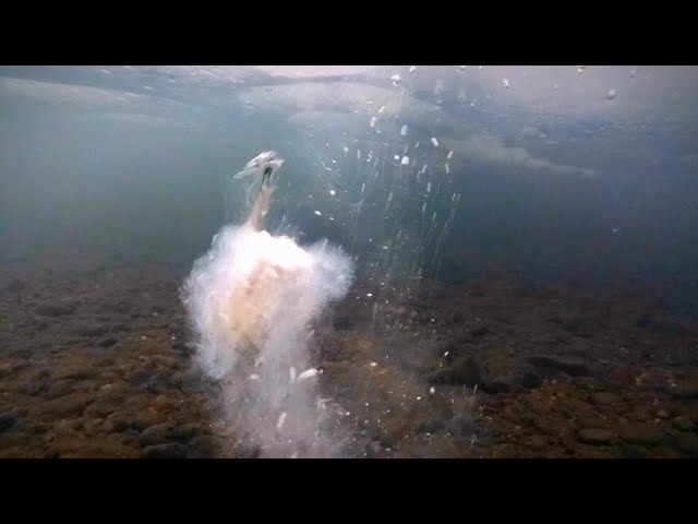 Реакция хариуса на ТВОРОГ С ЧЕСНОКОМ, приманил много хариуса, брал на всё!