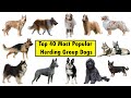 Top 40 Herding Group Dog Breeds