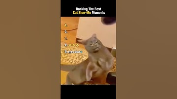 Ranking The Best Cat Slow-Mo Moments