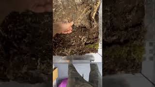 Tarantulas, Monocentropus Balfouri.