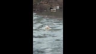 Icy Rescue From Central Park Pond
