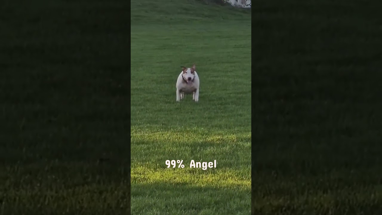 Angel Dog 