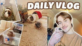 DAILY GUINEA PIG VLOG  MORNING ROUTINE, CAGE CLEANING, & PACKING ORDERS