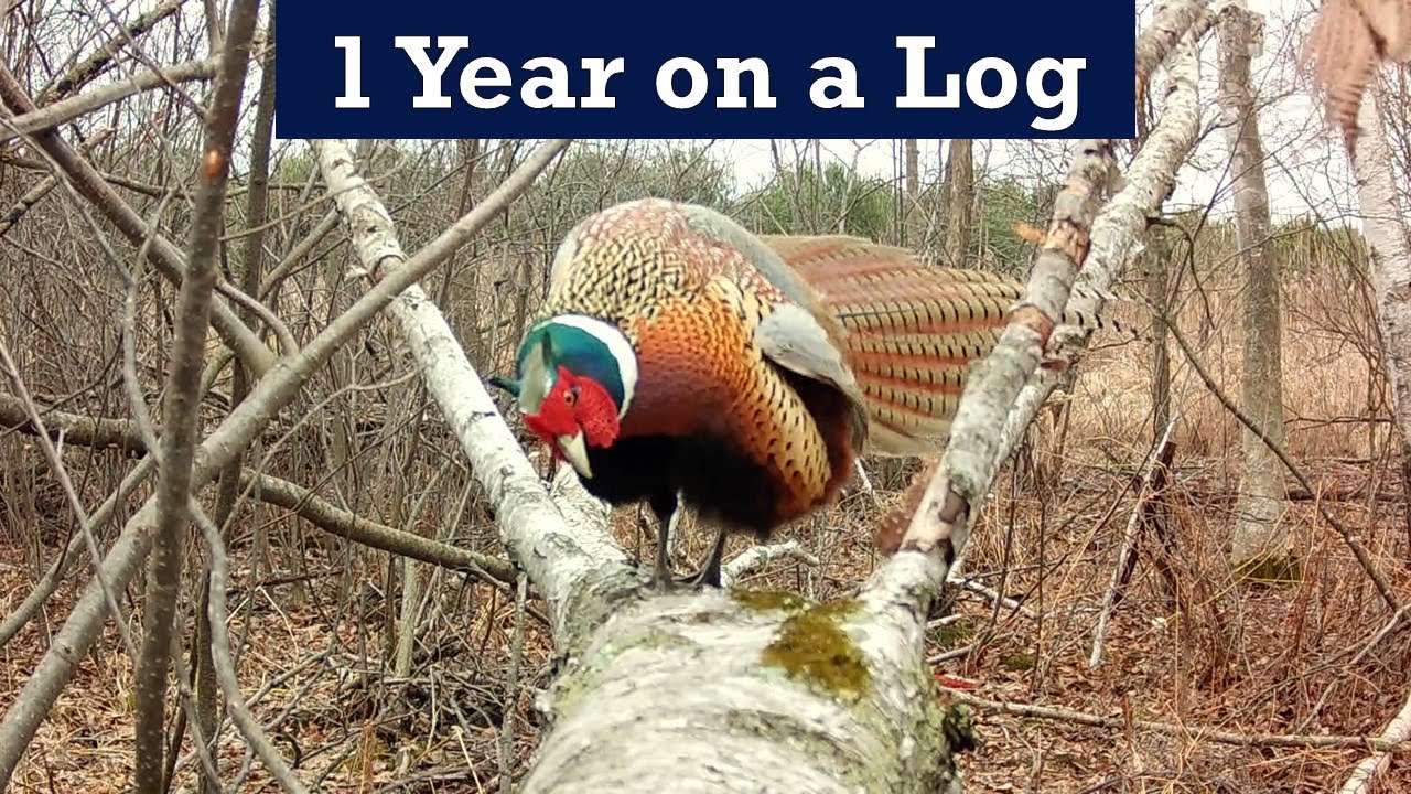 1 Year at a Fallen Log