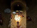 #fireant#colony#POVant#shorts#wildlifeexperience#insectworld.2. POV: You’re Inside a Fire Ant Colony