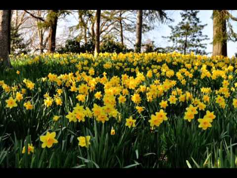 ყვითელი ფოთლები