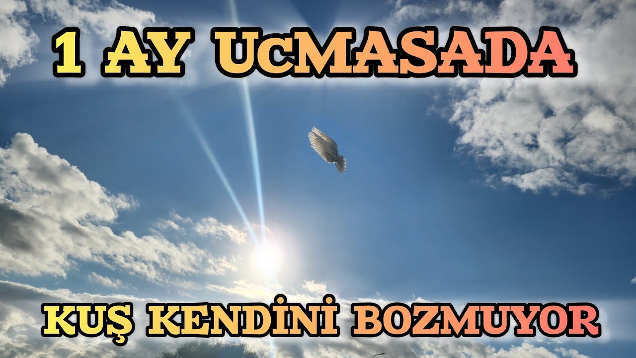 Dişi Şekerimizi Teke Attık Yavaş Yavas Olacak