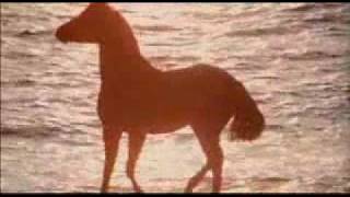 The Black Stallion (1979) - Music Video
