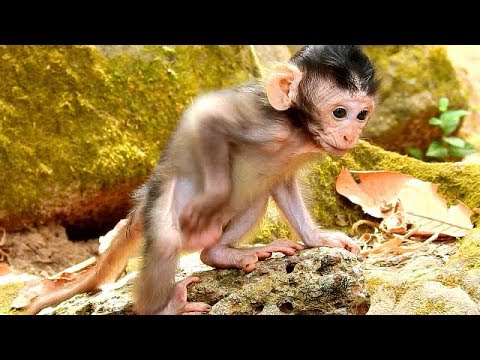 monkey life cycle Baby Julina is strong now that her mother Jade let her walk alone