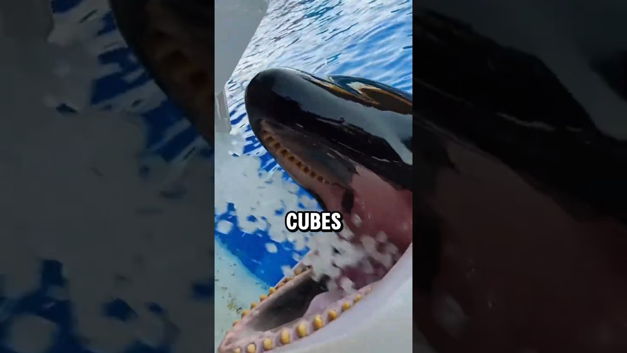 You Won’t Believe The Reason Why They Feed Orca Whales Ice Cubes.