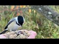 Hand-feeding Birds in Slow Mo - Black-capped Chickadees, Tufted Titmouse