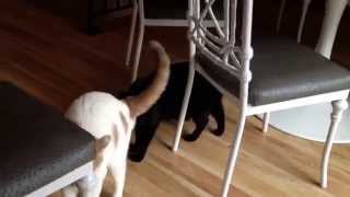 Hansel And Gretel Friends Forever.