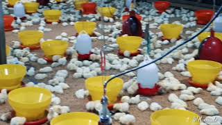DOC umur 3 hari di Pagi menjelang Siang hari/ Kandang Ayam Pedaging Tertutup  / Close House Broiler.