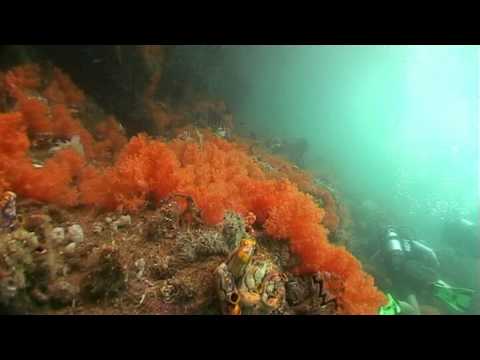 Diving The Passage NSFF