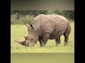 DECE Animals Identify Activity video Day -23