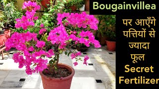 Bougainvillea plant summer care.... Home made fertilizer
