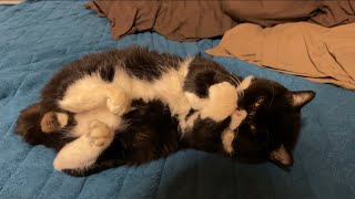 猫が離れなくなってしまうオススメマットレス1選