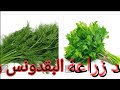 مواعيد زراعة البقدونس والكرات و الكرفس والجرجير والكزبرة 