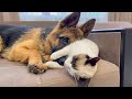 How a German Shepherd Puppy shows his love for a Kitten
