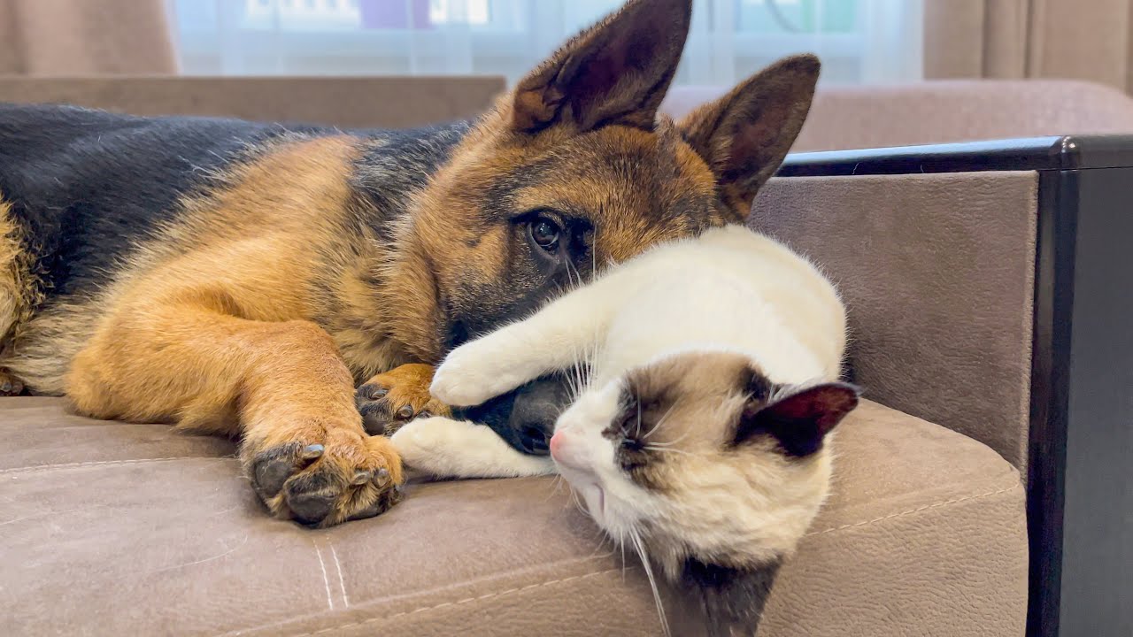 how do german shepherds get along with cats