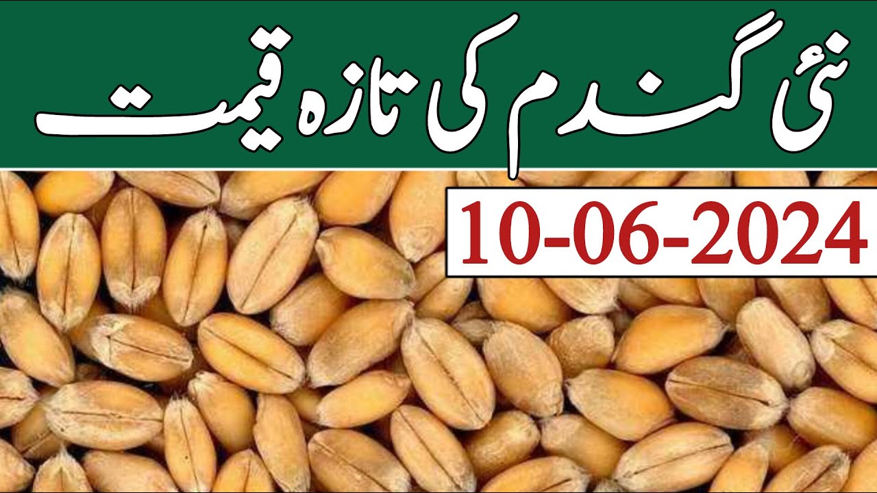 Gandam ka rate 2024 | Wheat price today in Pakistan 2024 | Wheat price ...
