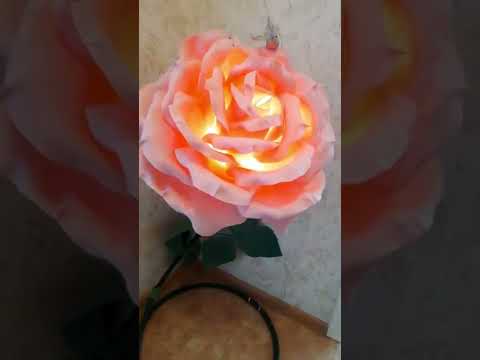 Video: Bloem met roze bloemen: schoonheid in een boeket en in een bloemperk