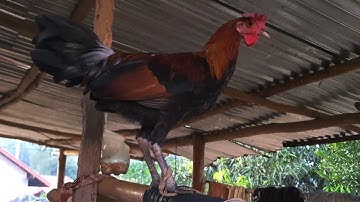 Me nyuam qaib f3 xyaum qua 