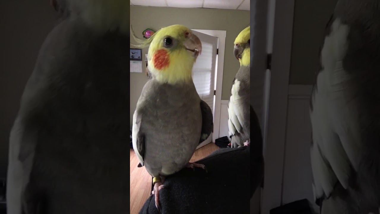 Cockatiel noises 