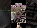 飼い主に食べられそうになった猫たちTOP 8