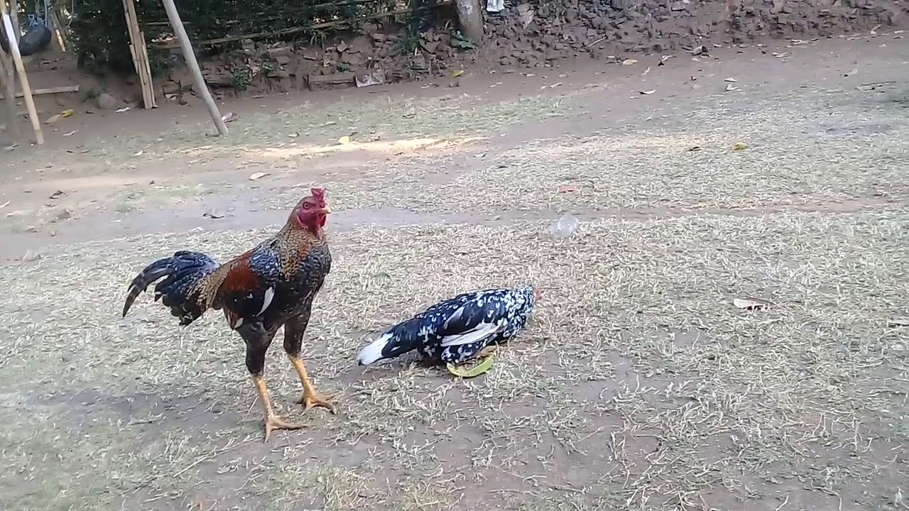  Ayam lucu  YouTube