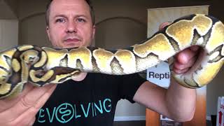 Another Great Snake Unboxing