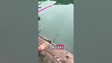 Nhật ký Đi Câu Cá Ngày Thứ 3 Tại Vân Đồn Quảng Ninh#cauca #phuongdongvandon #fishing #sonaseavandon 