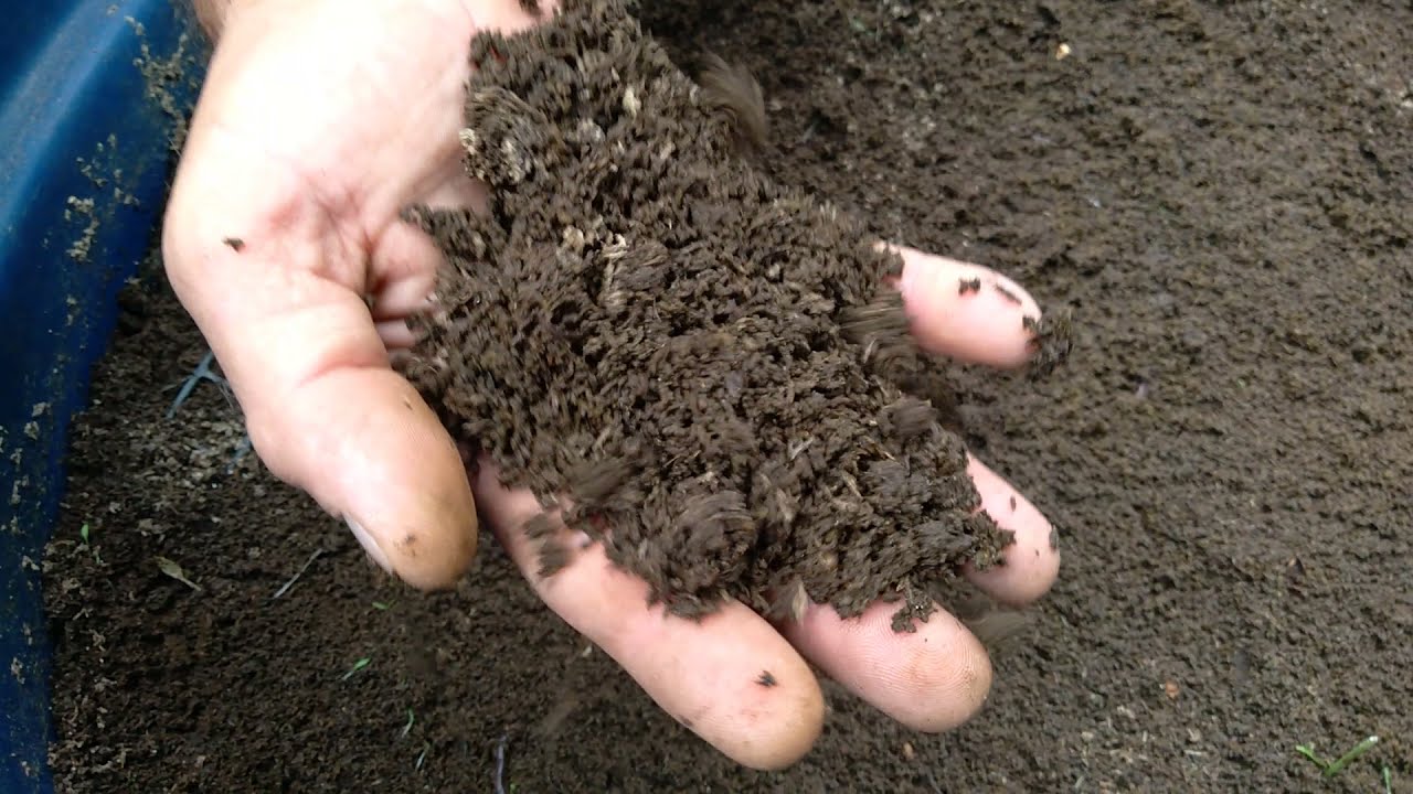 COMO TIRAR HÚMUS DE MINHOCA?