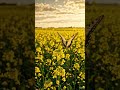 Soaking up all the golden vibes. #butterfly  #nature #visualart #explore #artisync @Artisync_ai